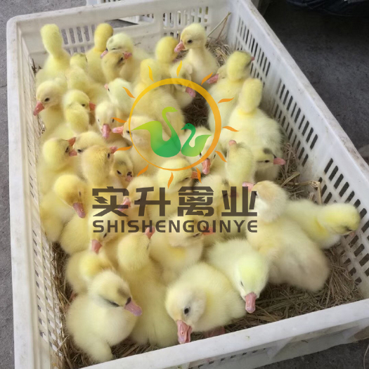 南宁 优质白沙鹅苗