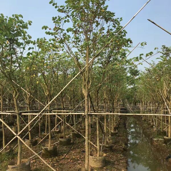 宫粉紫荆价格 - 批发宫粉紫荆树苗，普宁欣景洋紫荆种植基地