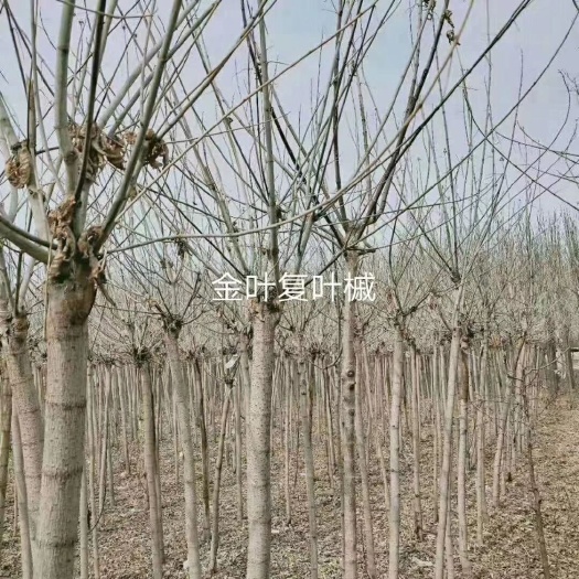 银川 金叶复叶槭