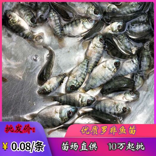 佛山 罗非鱼苗‖吉富罗非鱼苗‖宝路罗非鱼苗‖海南一号罗非鱼苗