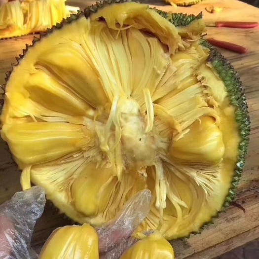 陵水县 正宗海南菠萝蜜1号