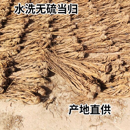 岷县岷当归  水洗当归（无硫）岷县产地直供，精选优质当归专业加工