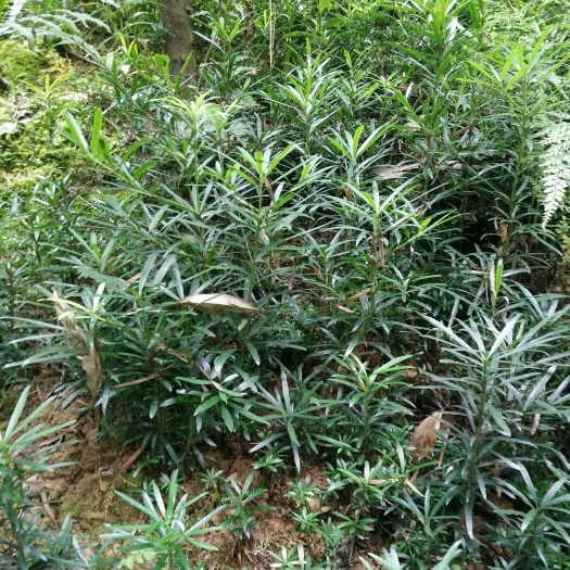 浦城县 中叶罗汉松小苗20一30㎝