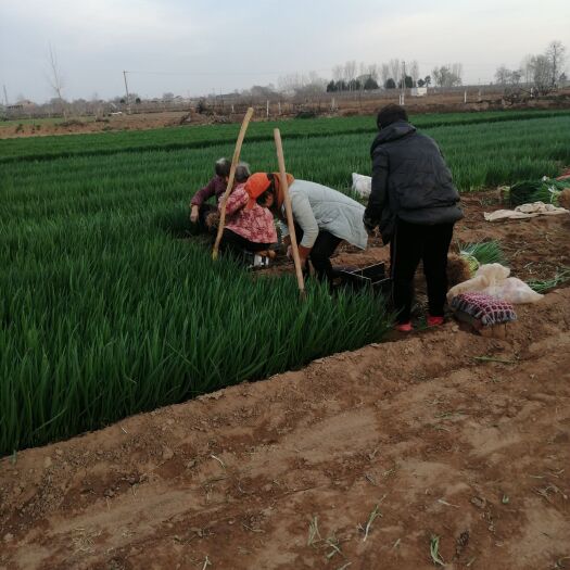 武陟县铁杆大葱苗 葱苗！抗病！抗倒！高产
！