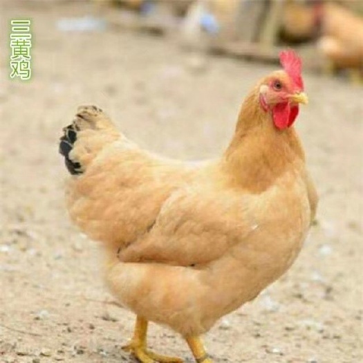 南宁三黄鸡苗  三黄鸡苗批发