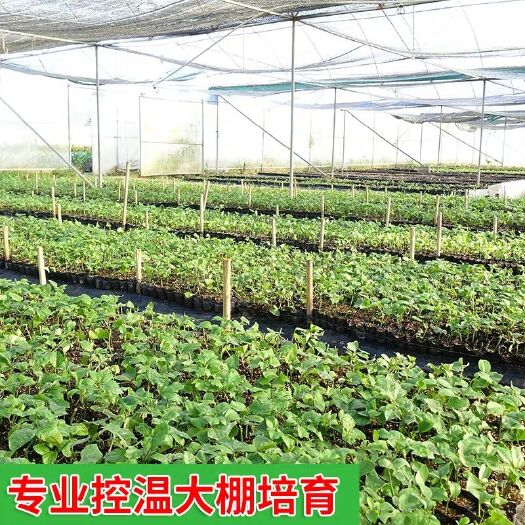 灵山县 百香果苗
