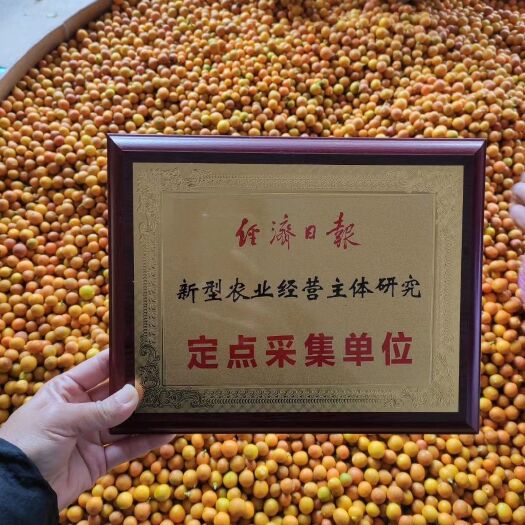 漳平市野山桔 小山柑，润肺，可以直接吃，也可以泡水喝，酸枣糕，健胃消食