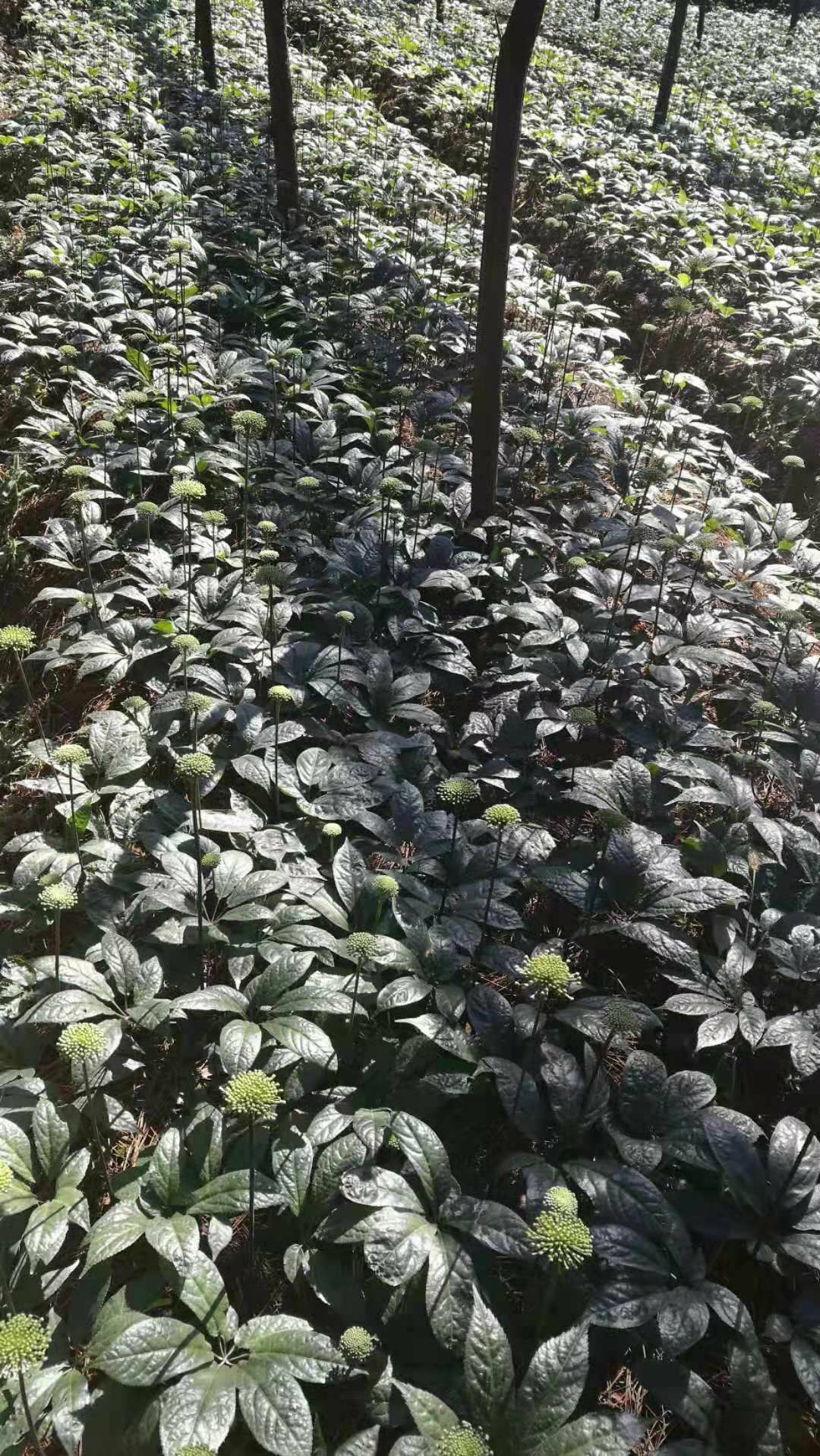  自家种植，低农药，无化肥，无公害三七，苦味纯正，清香浓郁