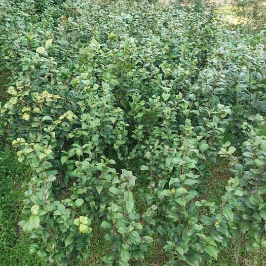 会同县 茶花中小苗出售