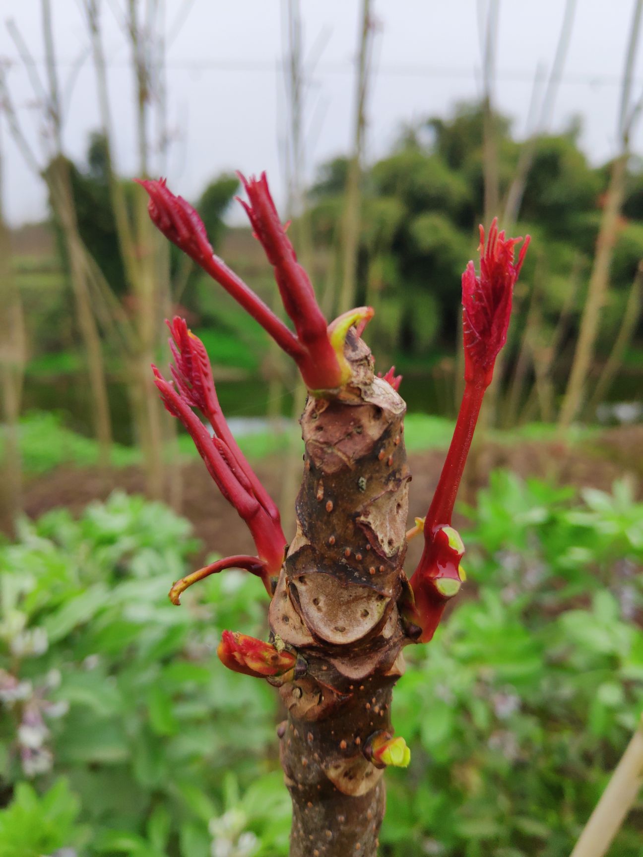 红油香椿苗 四川大竹县香椿母本源基地巴山红香椿三月初起苗
