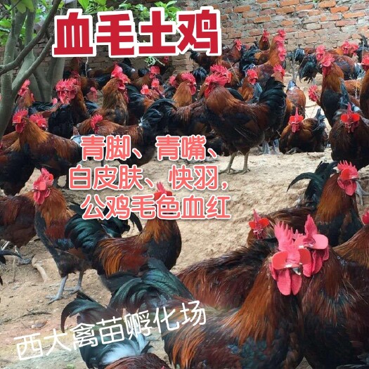 南宁 血毛土鸡苗，血毛鸡，大红公鸡，诚信店铺