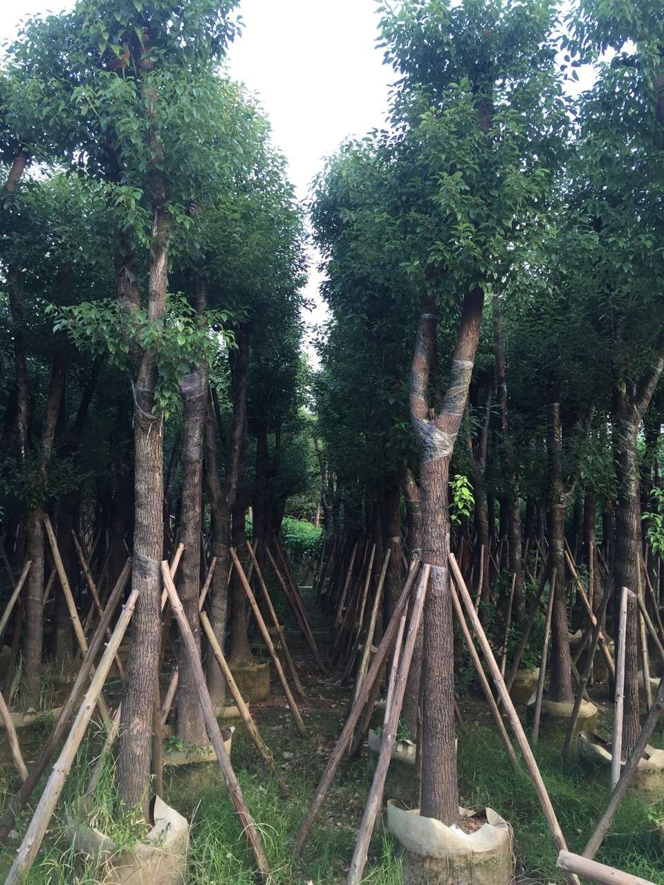 广东香樟（小叶樟）产地批发 移栽成活率高