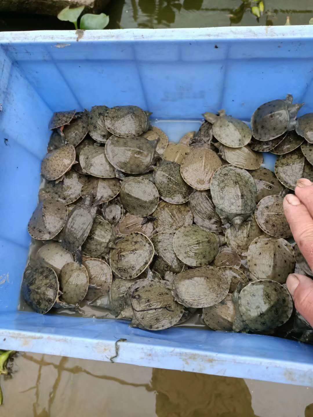 京品生太冷水甲鱼苗，供应各种规格