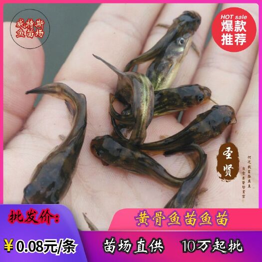 佛山 黄骨鱼苗‖杂交黄骨鱼苗‖单性骨鱼苗‖黄颡鱼苗