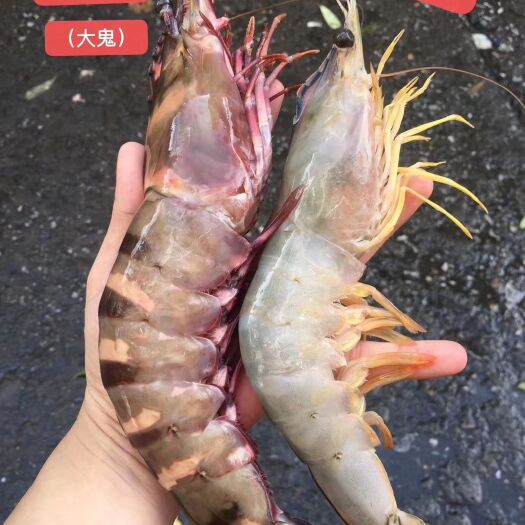 阳江大黑虎虾，黑斑节虾，鬼虾，虎虾，4-5只一斤。另有活冻。
