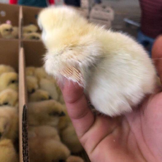 南宁 竹丝鸡苗