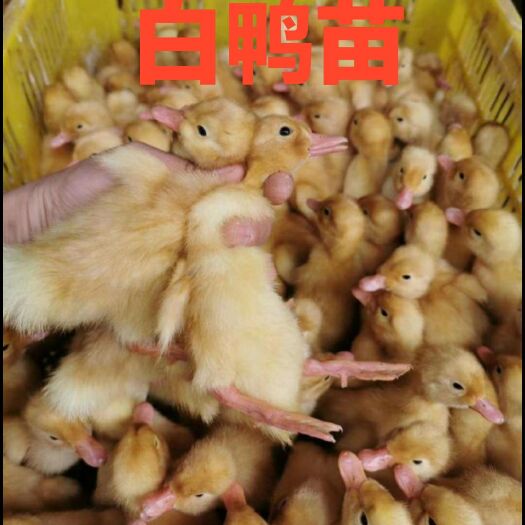 南宁桂柳鸭苗 桂柳白鸦苗