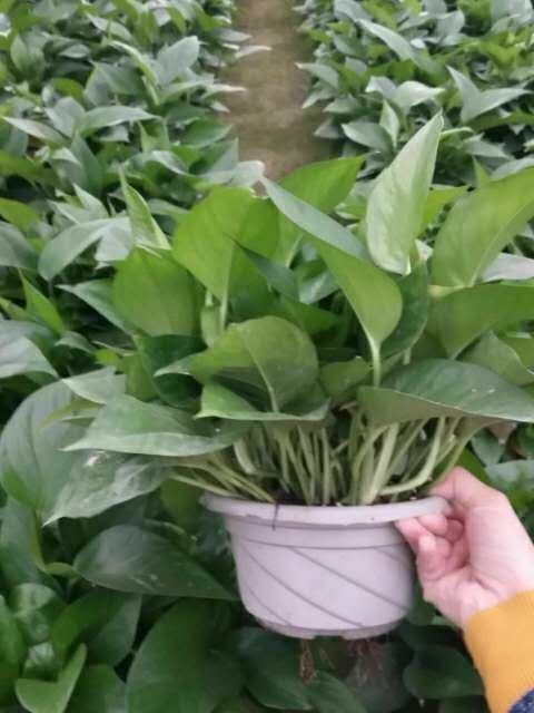 沂水县 绿萝绿植基地大量直供