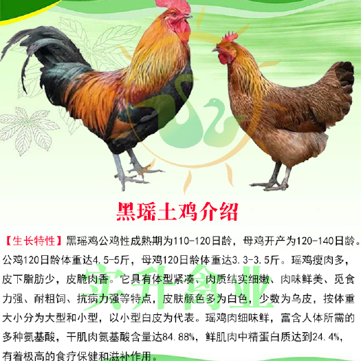 南宁 黑瑶鸡苗