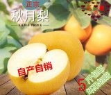 古桥名寺赵州秋月梨果肉细腻脆甜多汁果园直发