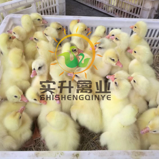 南宁 白鹅