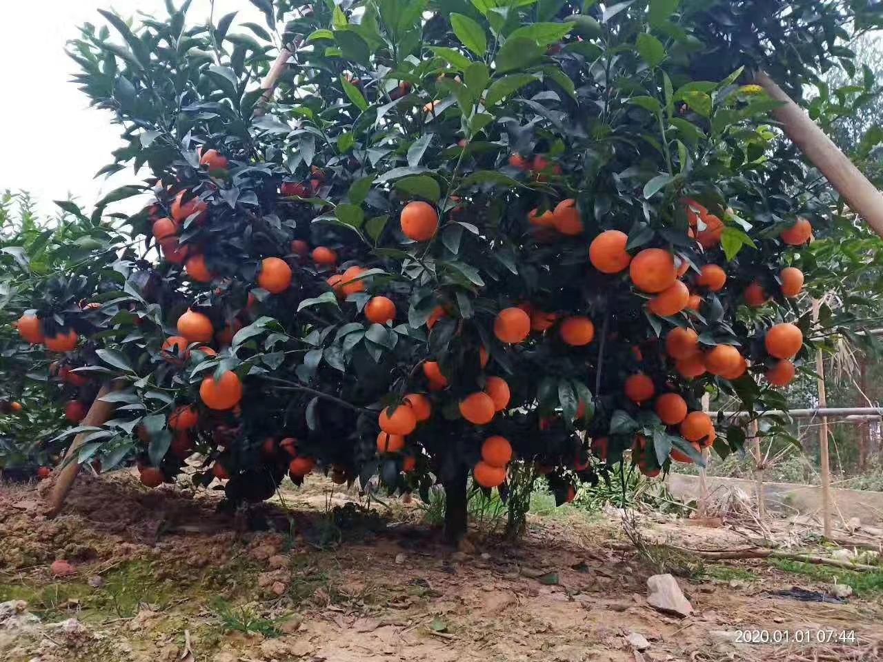 沃柑苗 产量高，结果快