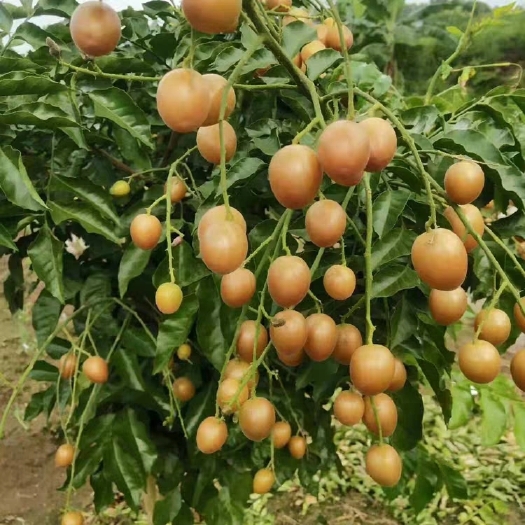 灵山县鸡心黄皮苗  鸡心黑黄皮果树苗无籽黄皮果苗南方种植甜贵妃黄皮苗树苗嫁接广