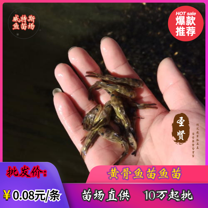  黄颡鱼苗‖杂交黄骨鱼苗‖单性黄骨鱼苗‖黄骨鱼苗‖黄鸭叫鱼苗
