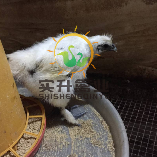 南宁 竹丝鸡苗