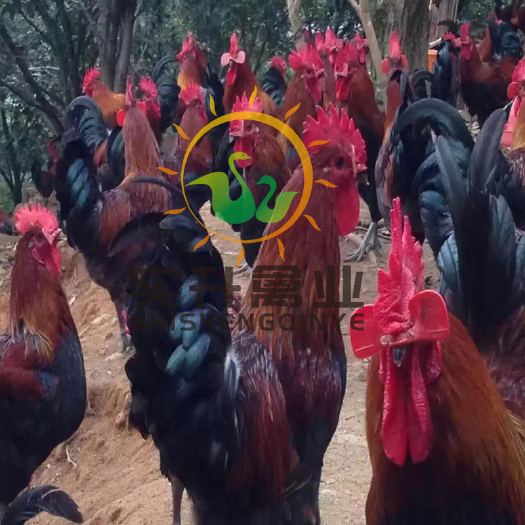 南宁 优质血毛土鸡苗