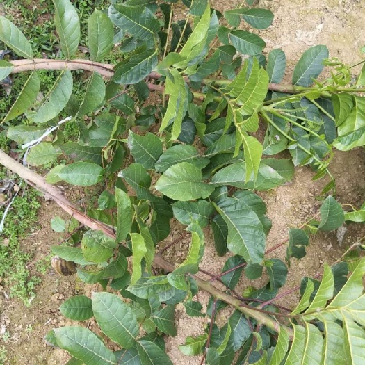 灵山县黑橄榄苗 橄榄果苗。