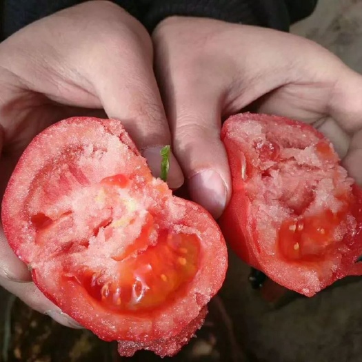 泾阳县普罗旺斯番茄  旺番天普罗旺斯水果西红柿沙瓤基地直供现摘现发