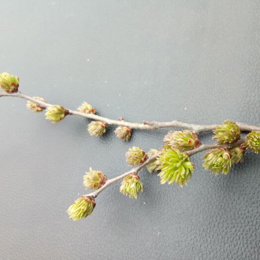 两当县杜仲雄花 精品