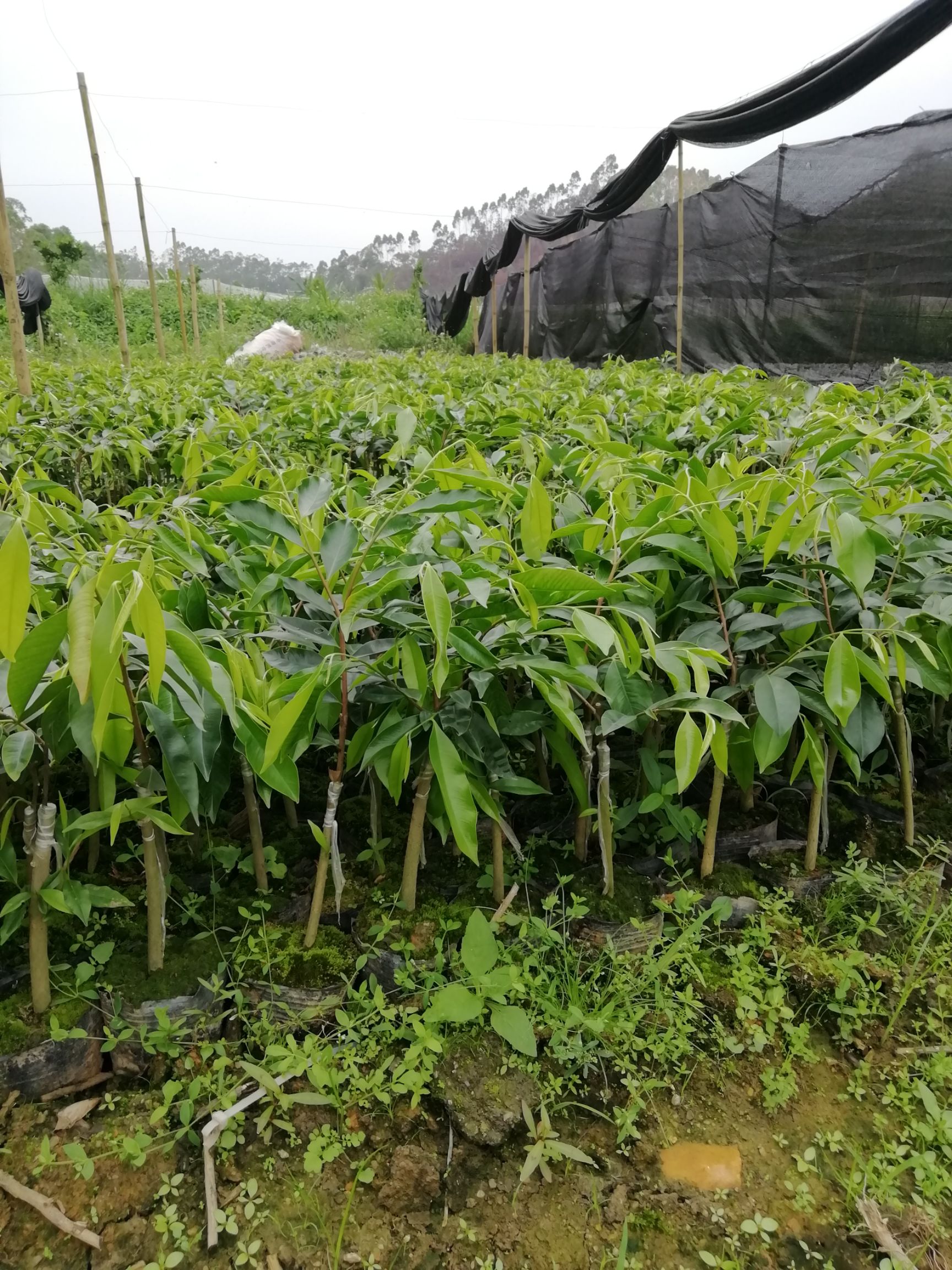 奇楠沉香树 沉香奇楠苗，品种靓出油快，常年供应！