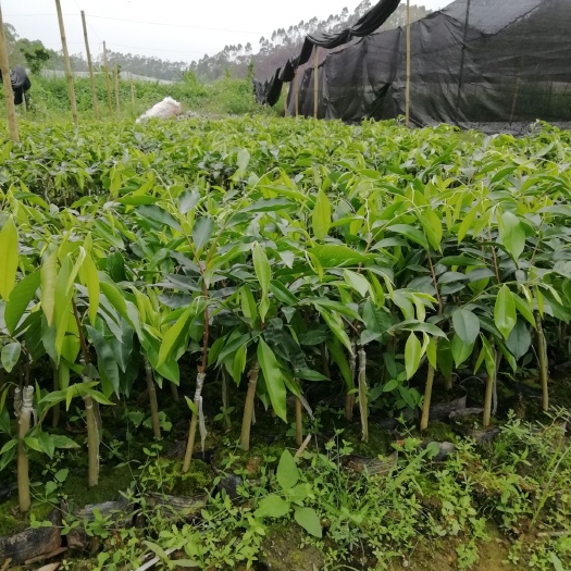 化州市奇楠沉香树 沉香奇楠苗，品种靓出油快，常年供应！