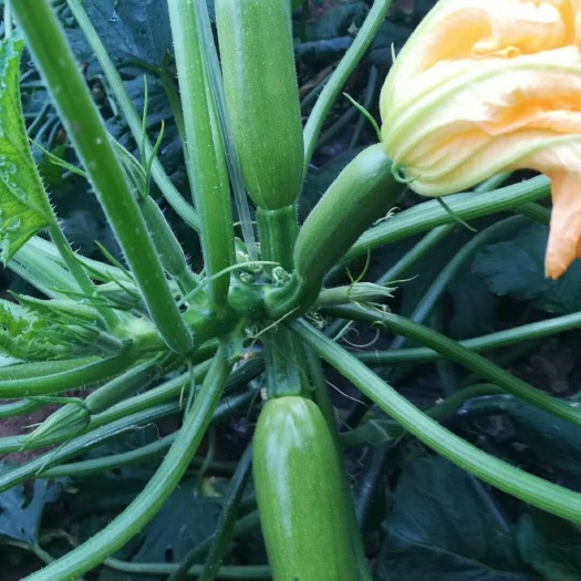  西葫芦苗