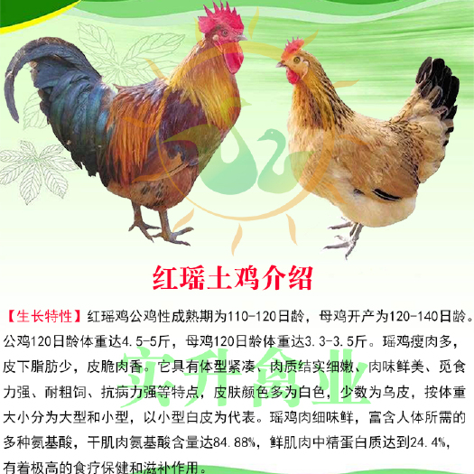 南宁 红瑶鸡苗
