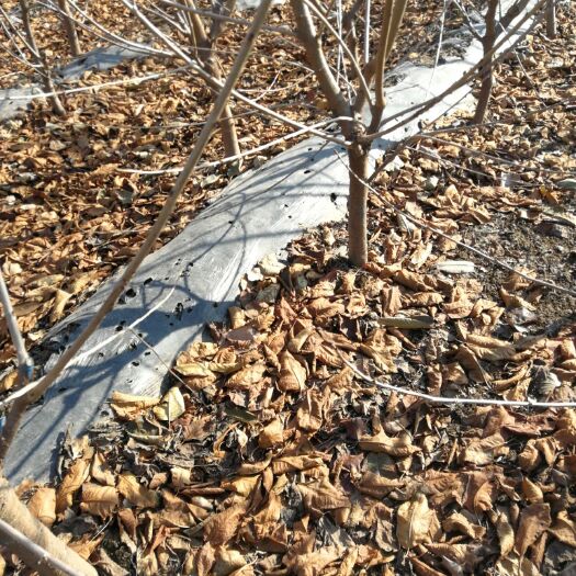 平度市一线天樱桃树苗 出售大樱桃树苗