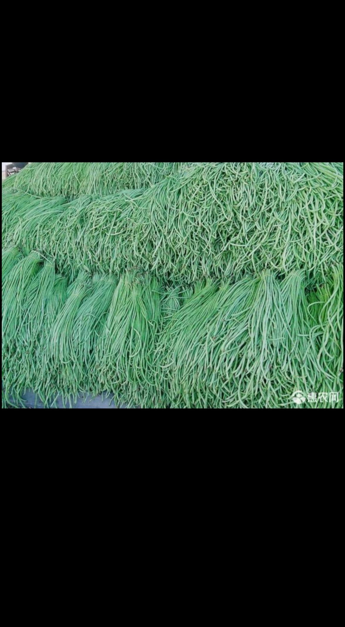  无架摘不败  豆角种子2500克  早熟  口感好  产量高