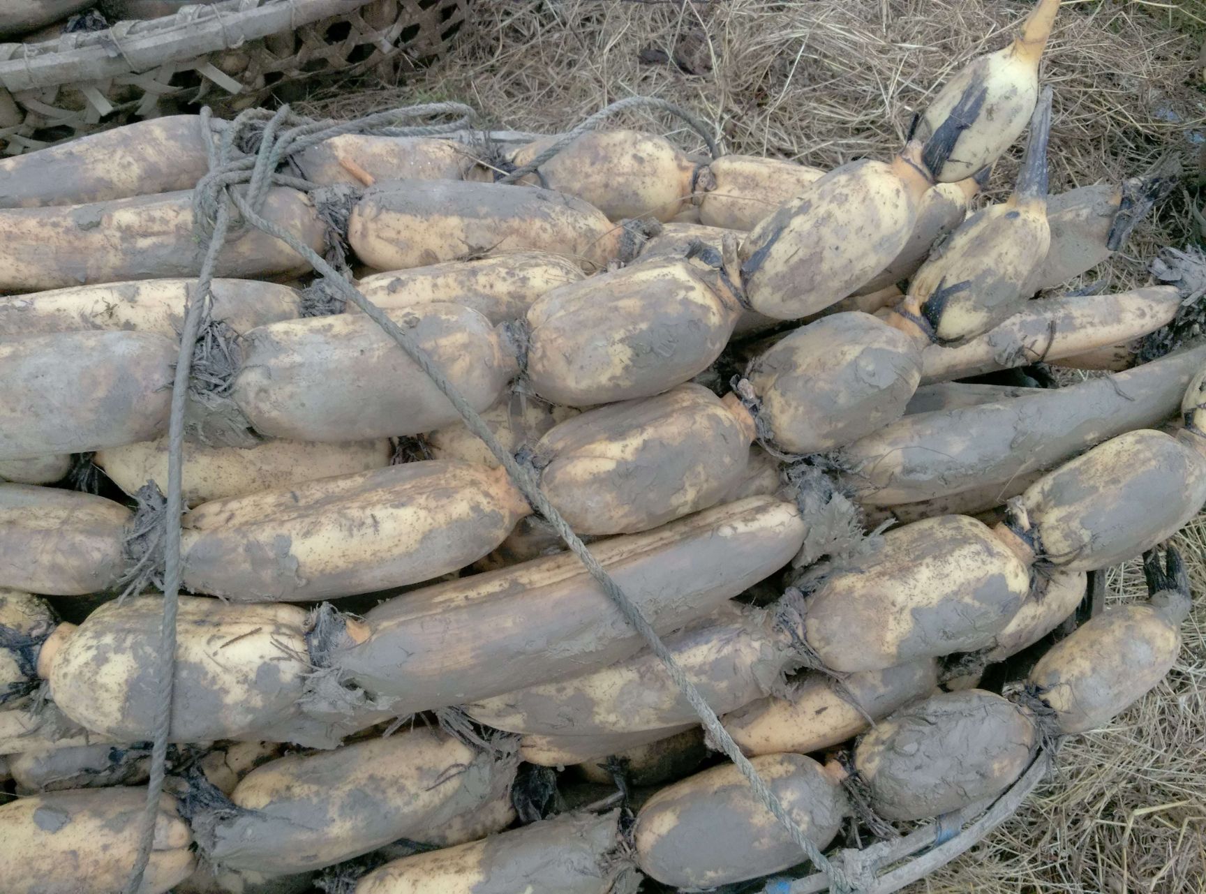 鄂莲6号  新35藕种新5号藕种鄂莲六号藕种六号藕种花奇莲藕种