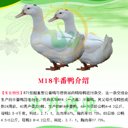 南宁 优质一点头鸭苗