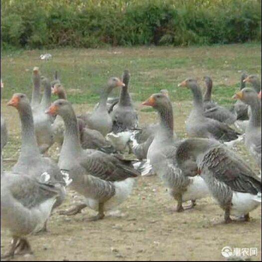 南宁 朗德鹅苗