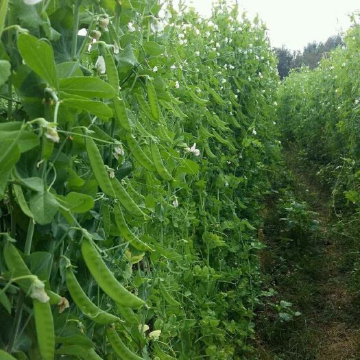安宁市 荷兰豆大量上市，源头一手货，欢迎老板甩单。