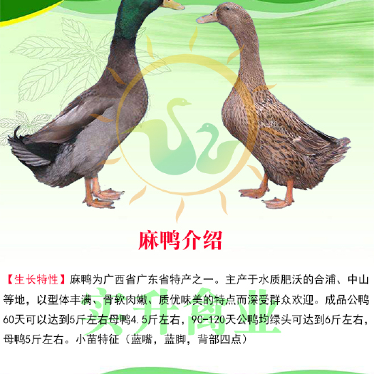 南宁 优质麻鸭苗