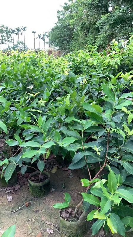 化州市妃子笑荔枝 大量水果树苗