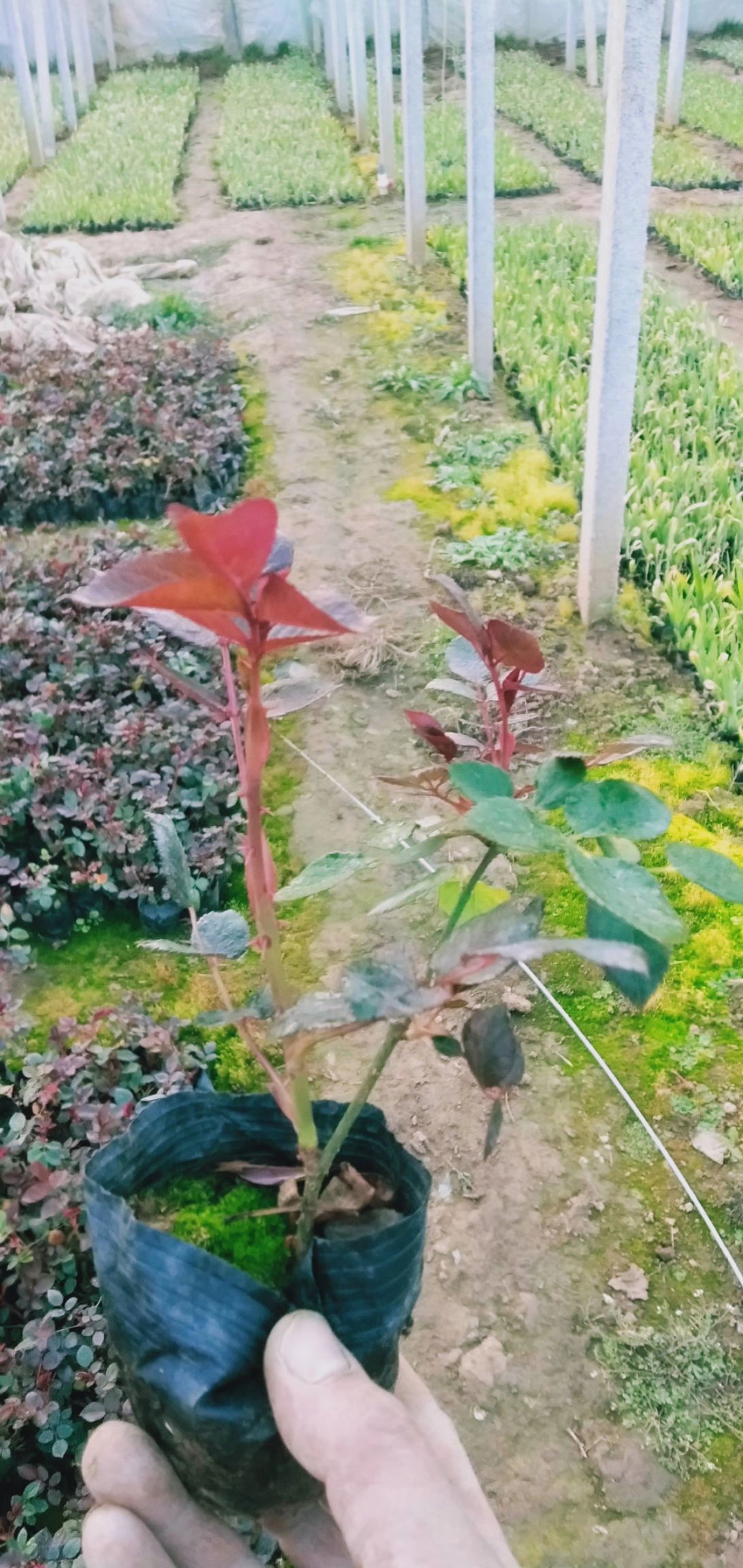  大花月季，卡罗拉月季大苗，月季苗