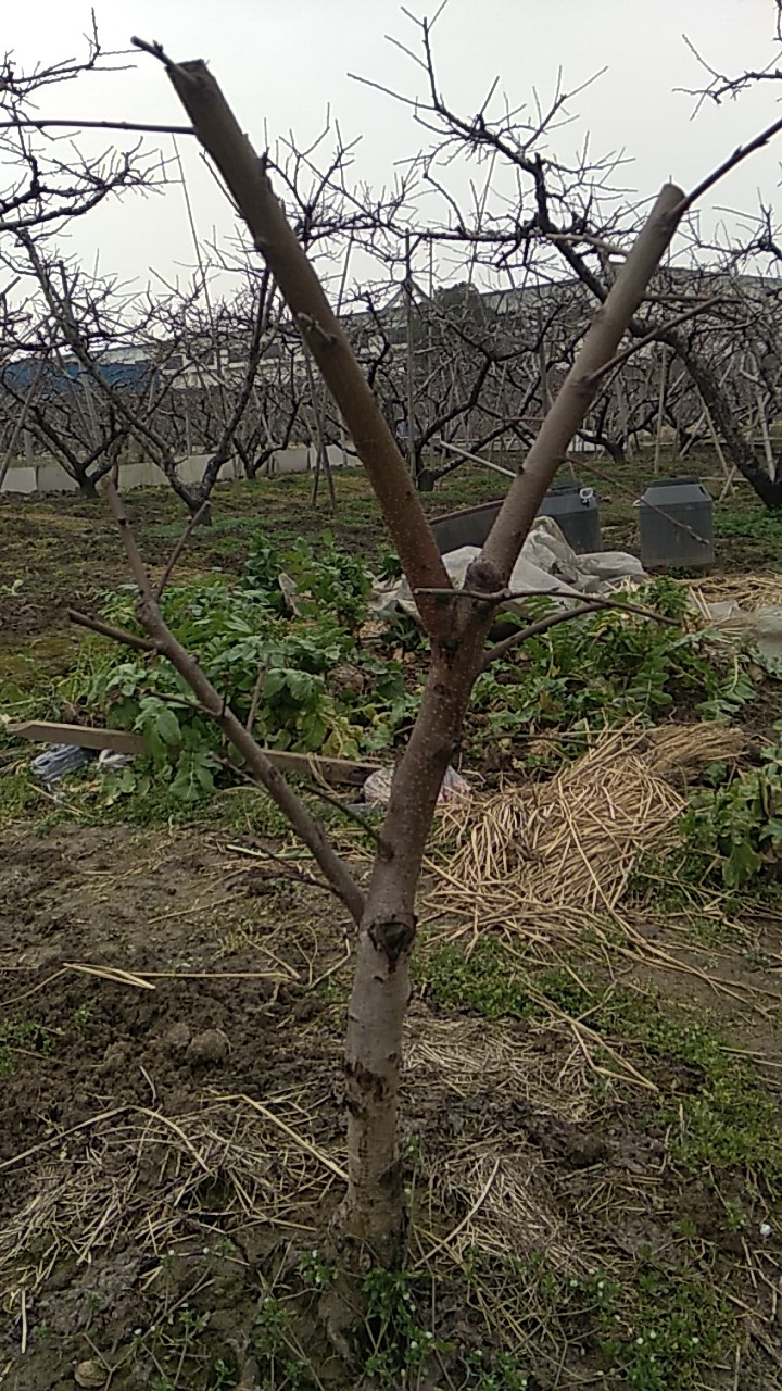 水蜜桃苗  无锡阳山水蜜桃桃苗包品种放心苗无锡本地桃农