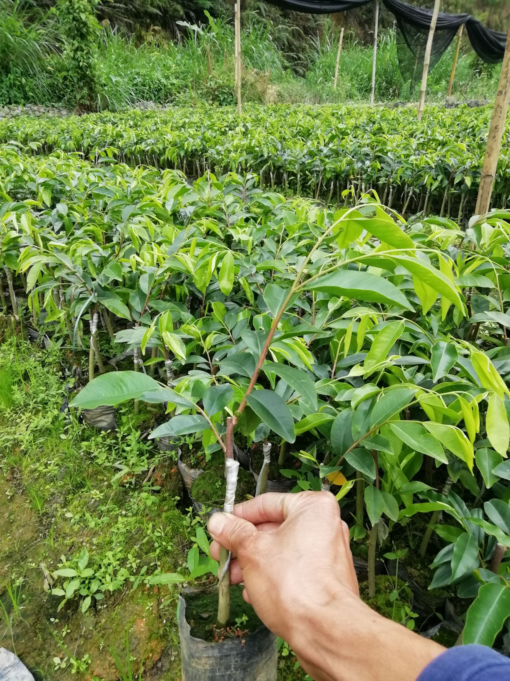 奇楠沉香树 沉香奇楠苗，品种靓出油快，常年供应！