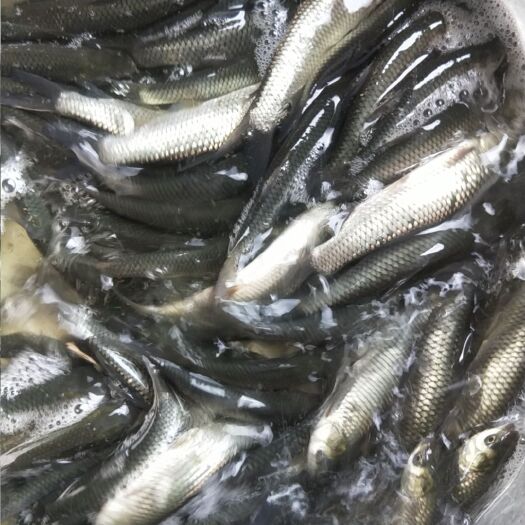 南宁 草鱼苗，鲤鱼苗，大头鱼苗，白莲鱼苗，本地塘角鱼苗，罗非，