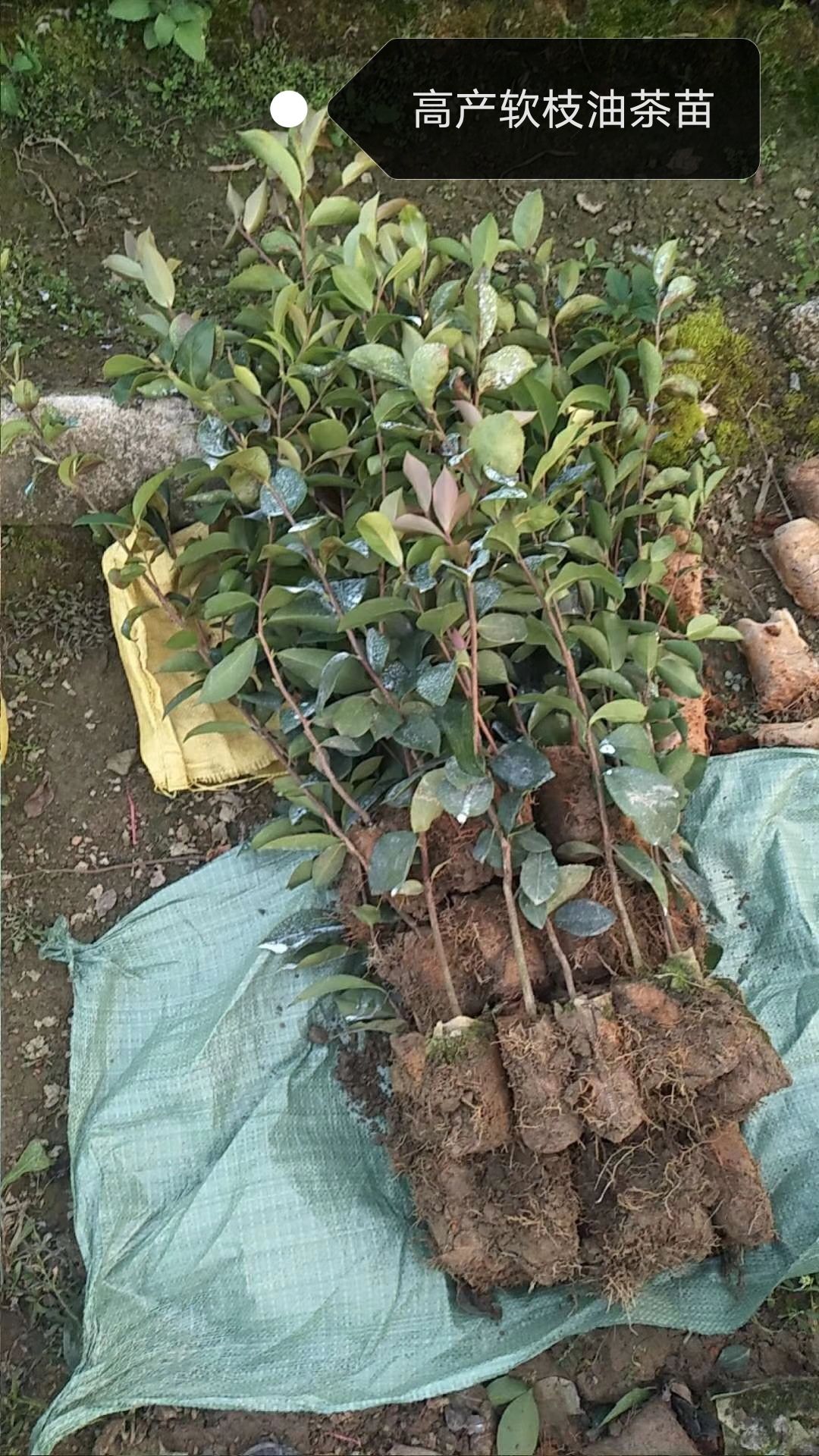 油茶苗 高产软枝油茶实生苗、